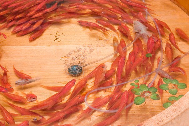 3D-goldfish-paintings-riusuke-fukahori-6