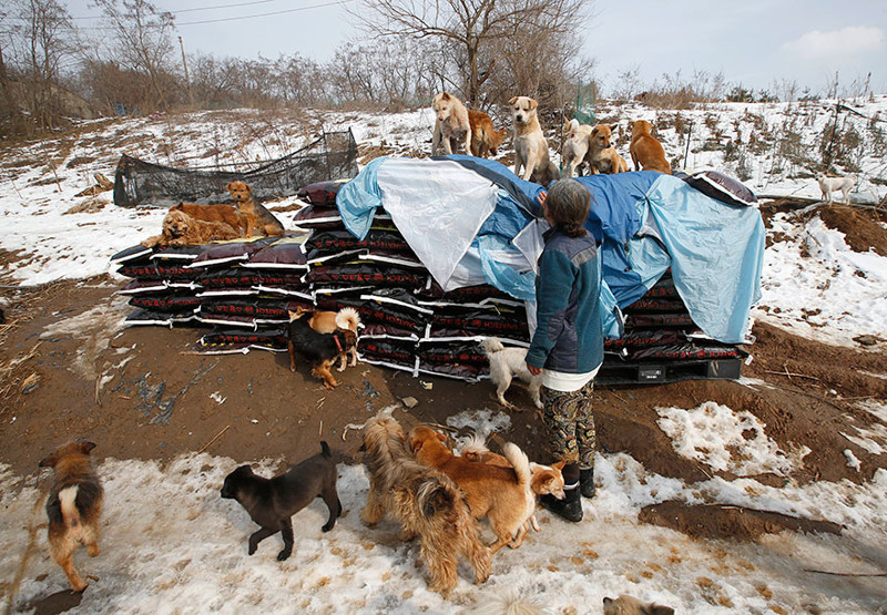 woman-saves-200-dogs-rescue-jung-myoung-sook-south-korea-2