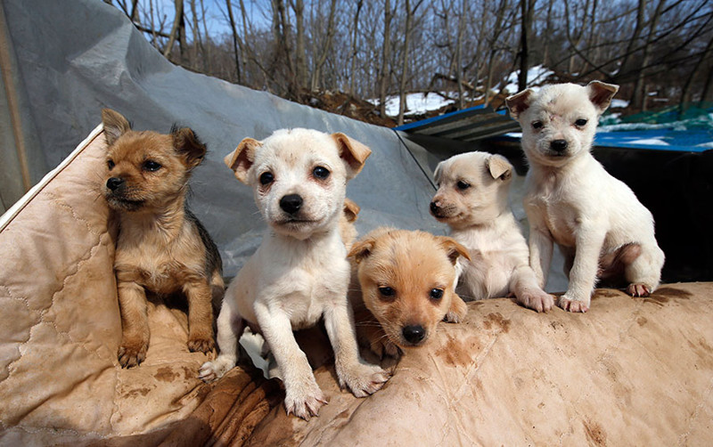woman-saves-200-dogs-rescue-jung-myoung-sook-south-korea-4