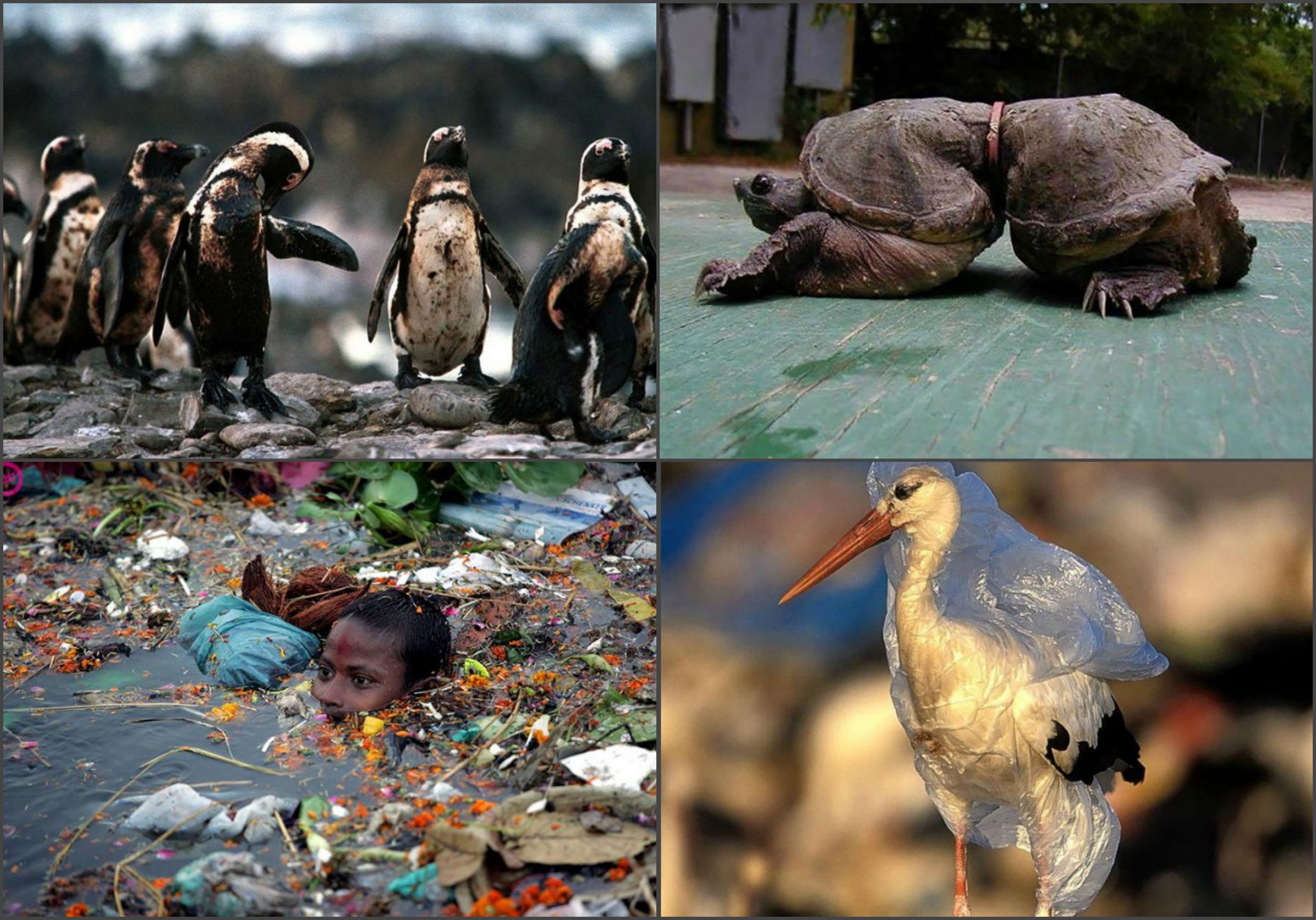 К чему приводит загрязнение окружающей среды. Последствия загрязнения. Загрязнение окружающей среды. Влияние загрязнения на животных. Последствия загрязнения воды.