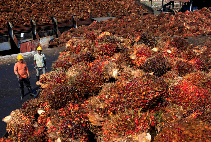 Workers stand near palm oil fruits inside a palm oil factory in Sepang, outside Kuala Lumpur, February 18, 2014. REUTERS/Samsul Said/File Photo