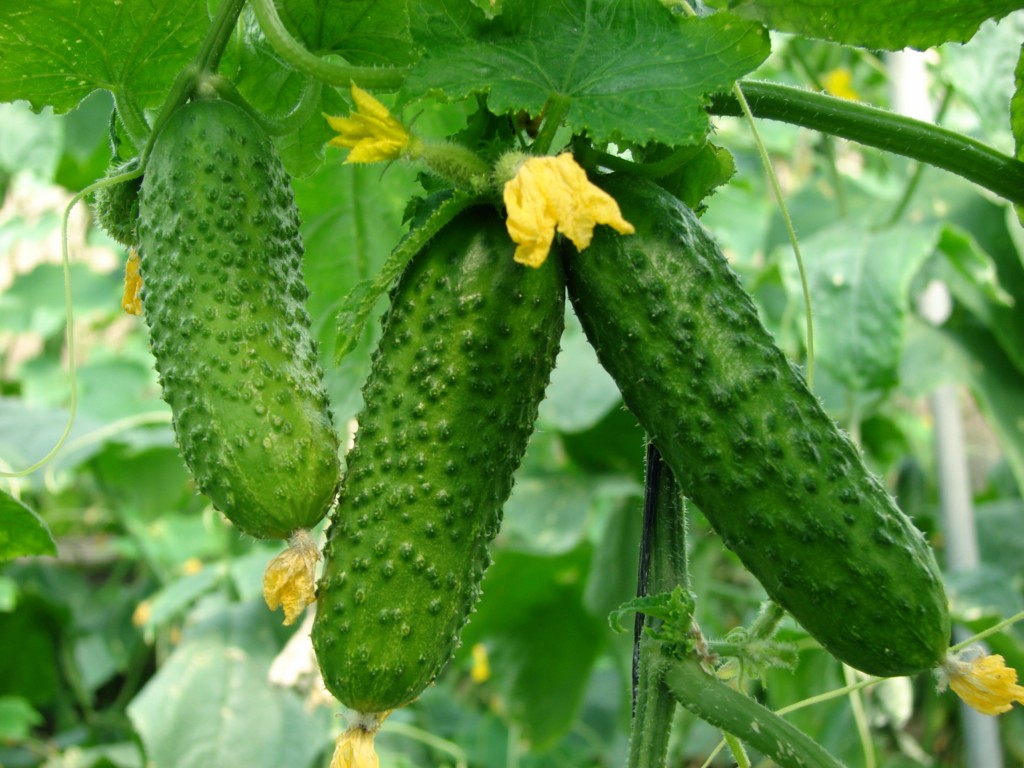 cucumber1_0