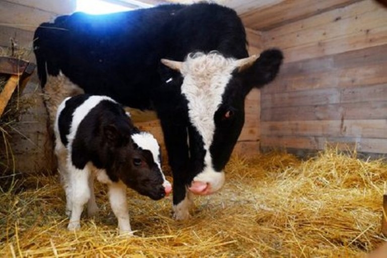 Как рождаются телята. Мама корова. Теленок с мамой.